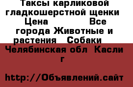 Таксы карликовой гладкошерстной щенки › Цена ­ 20 000 - Все города Животные и растения » Собаки   . Челябинская обл.,Касли г.